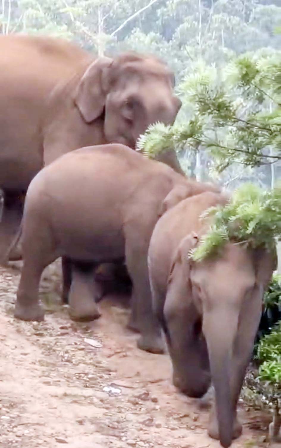 wild elephant