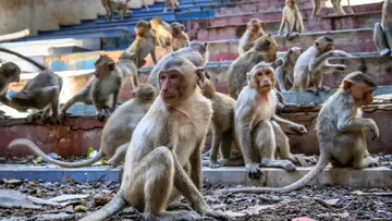 monkey