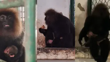 Monkey 