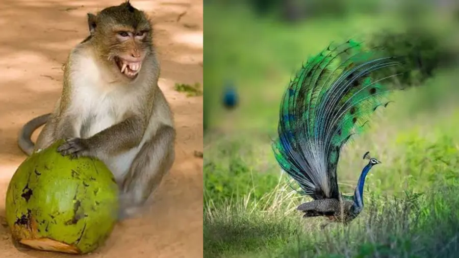 monkey and peacock