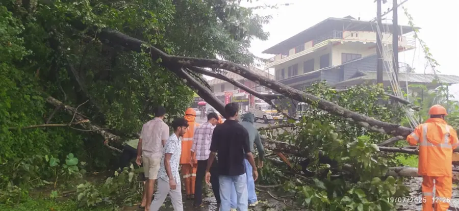 മൂലമറ്റം കുളമാവിൽ മരം വീണ് അപകടം