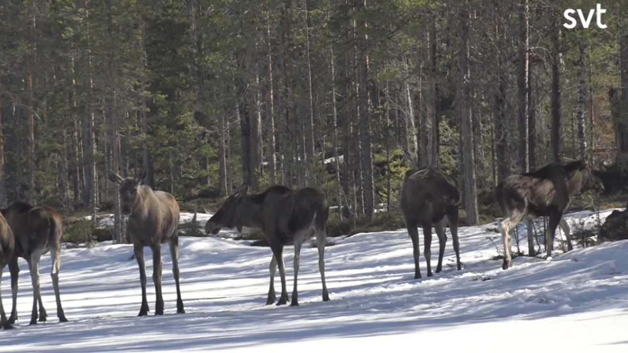 MOOSE