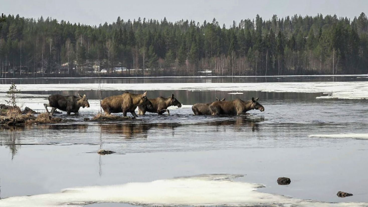 moose migration