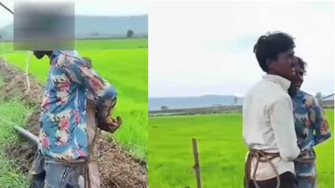 mp
