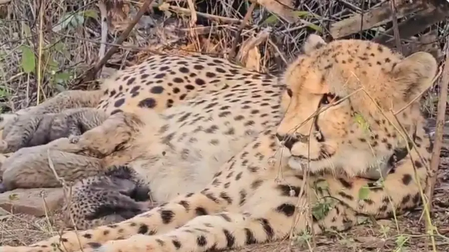 mughi cheetah