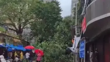 mumbai tree collapse