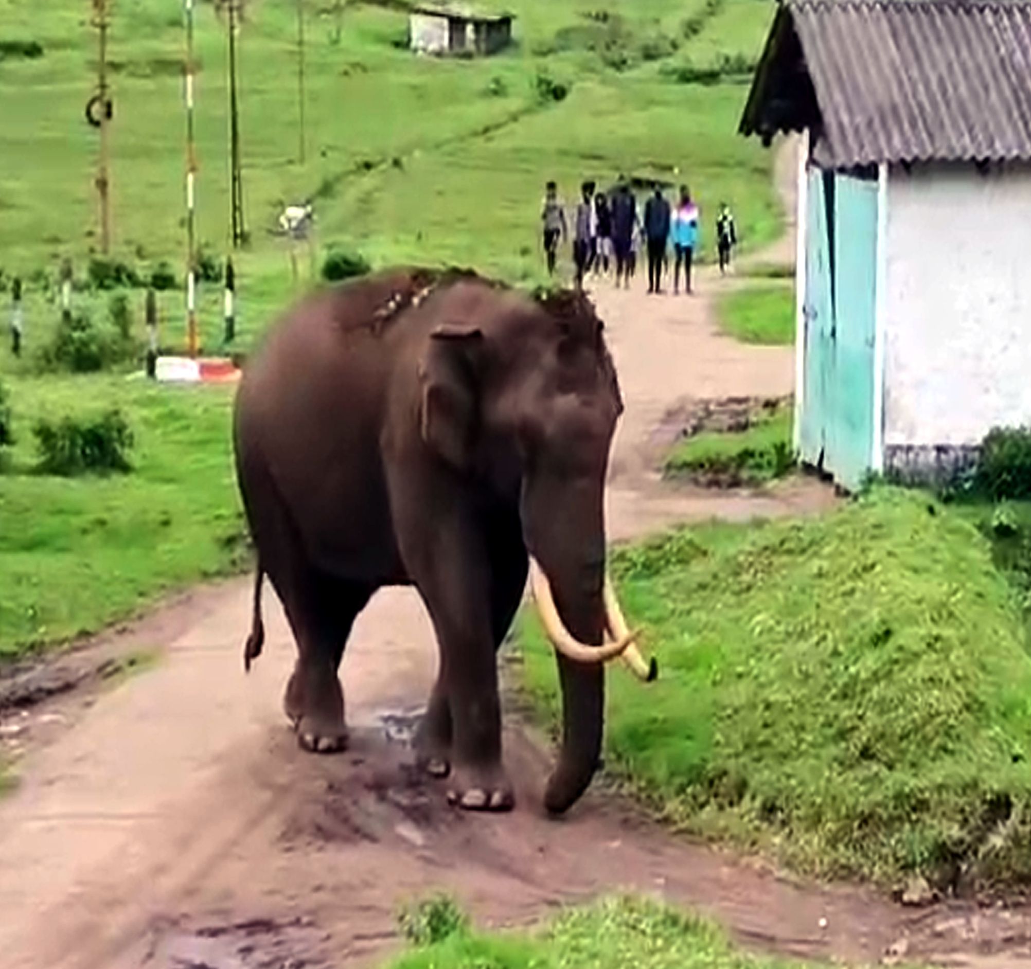 elephant