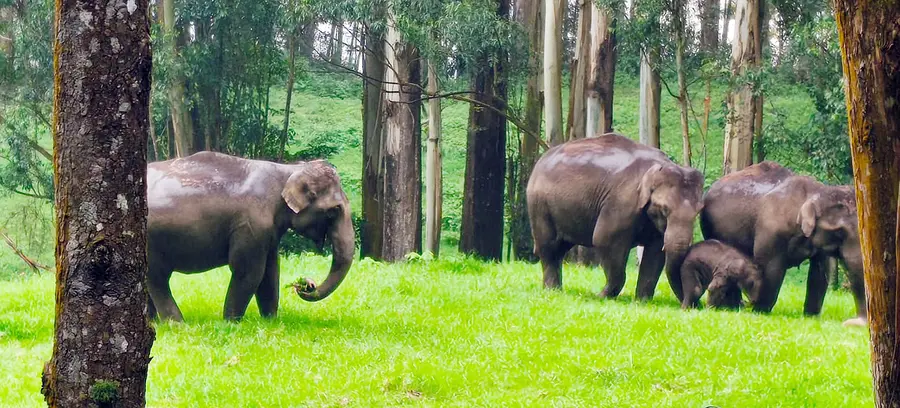 munnar