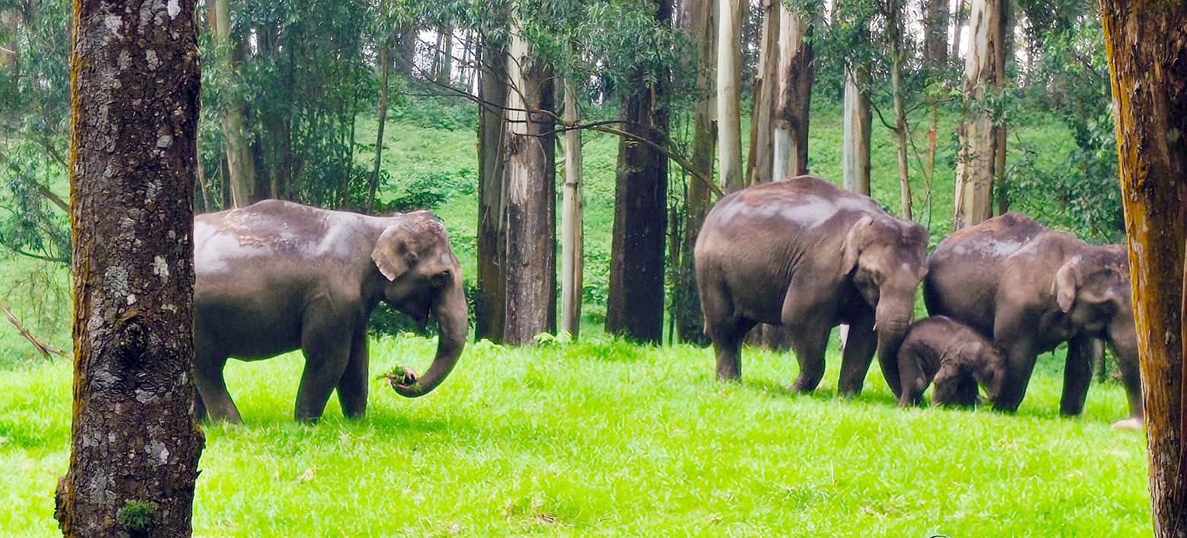 munnar