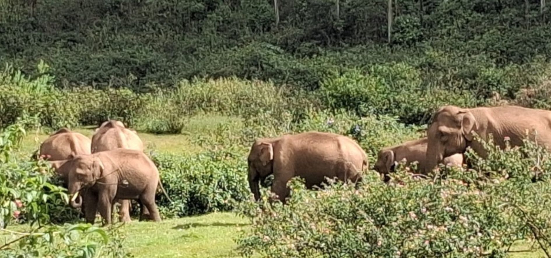 പച്ചപ്പിൽ കൊന്പന്മാരുടെ വിളയാട്ടം മൂന്നാറിനു സമീപം ലാക്കാട് എസ്റ്റേറ്റ് ഫാക്ടറി ഡിവിഷനിലെ തേയിലത്തോട്ടത്തിൽ ശനി രാവിലെ ഏഴിന്‌  ഇറങ്ങിയ കാട്ടാനക്കൂട്ടം          ഫോട്ടോ: പാട്രിക്‌ വേഗസ്‌ 