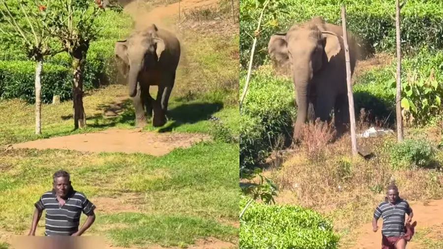 munnar elephant attack