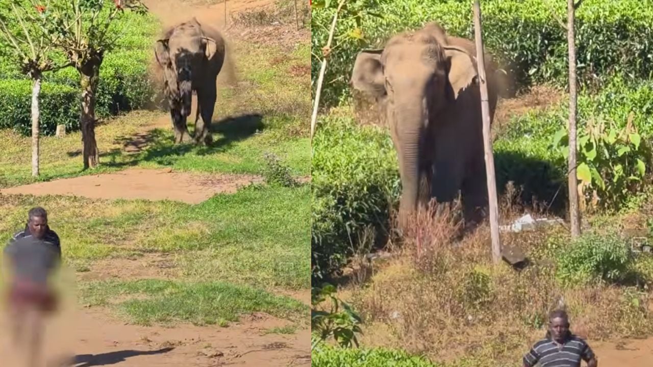 munnar wild elephant attack