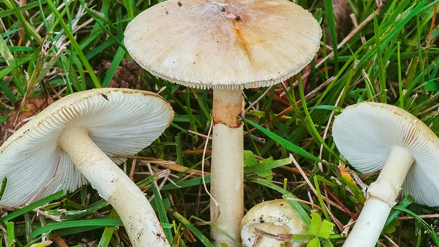 mushroom