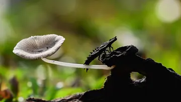 Mushroom