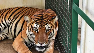 nandu tiger