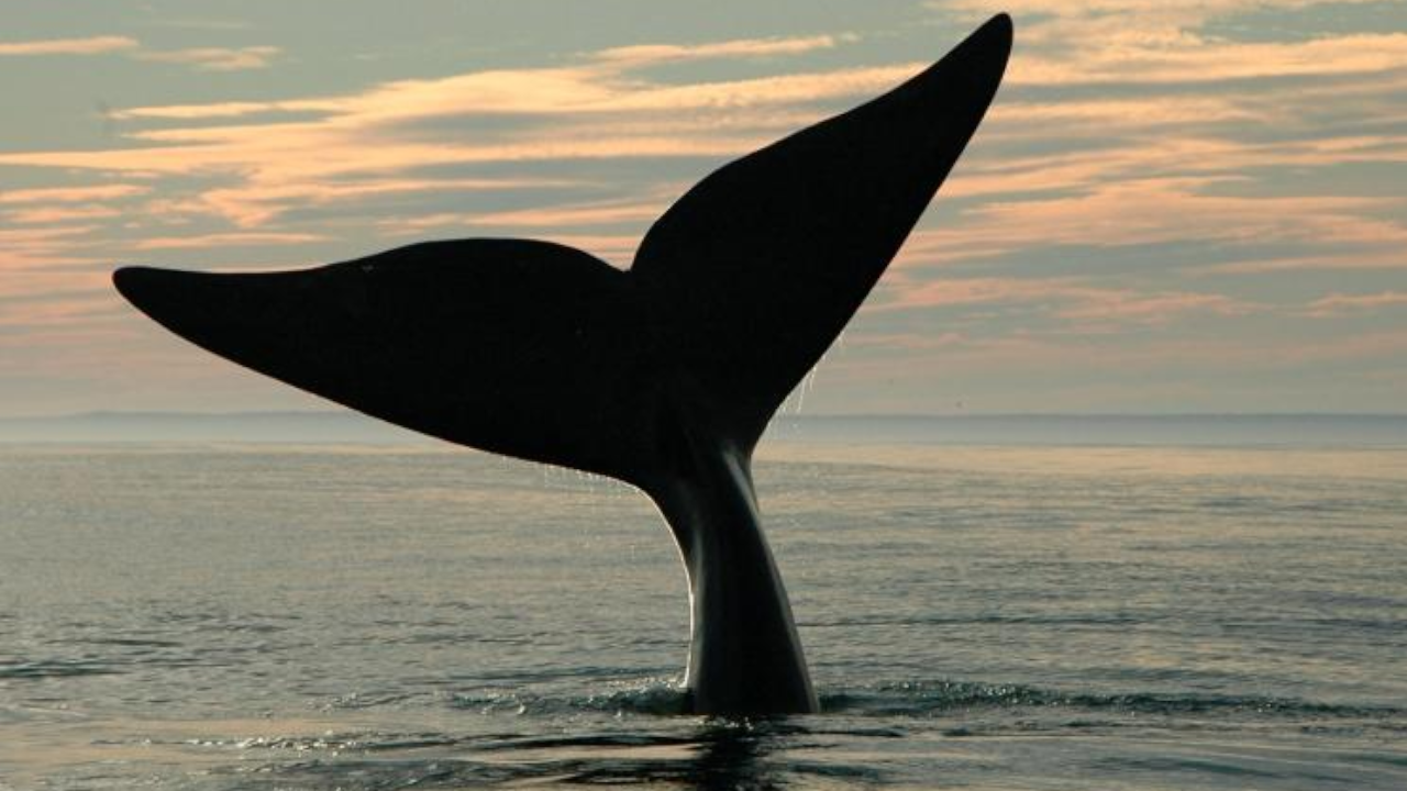 North Atlantic Whale