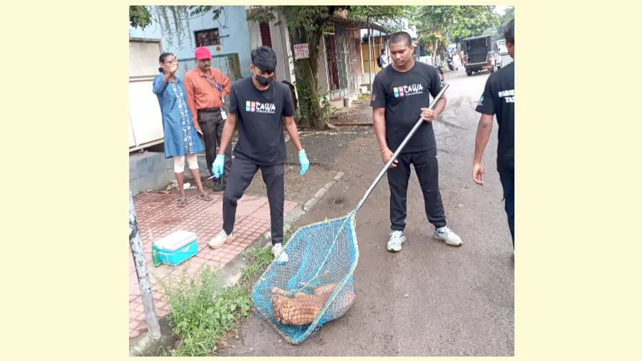 തെരുവുനായകൾക്ക് പ്രതിരോധ കുത്തിവയ്പ് നൽകാനായി പിടികൂടുന്നു