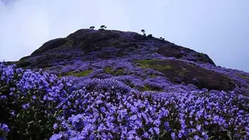 neelakurinji