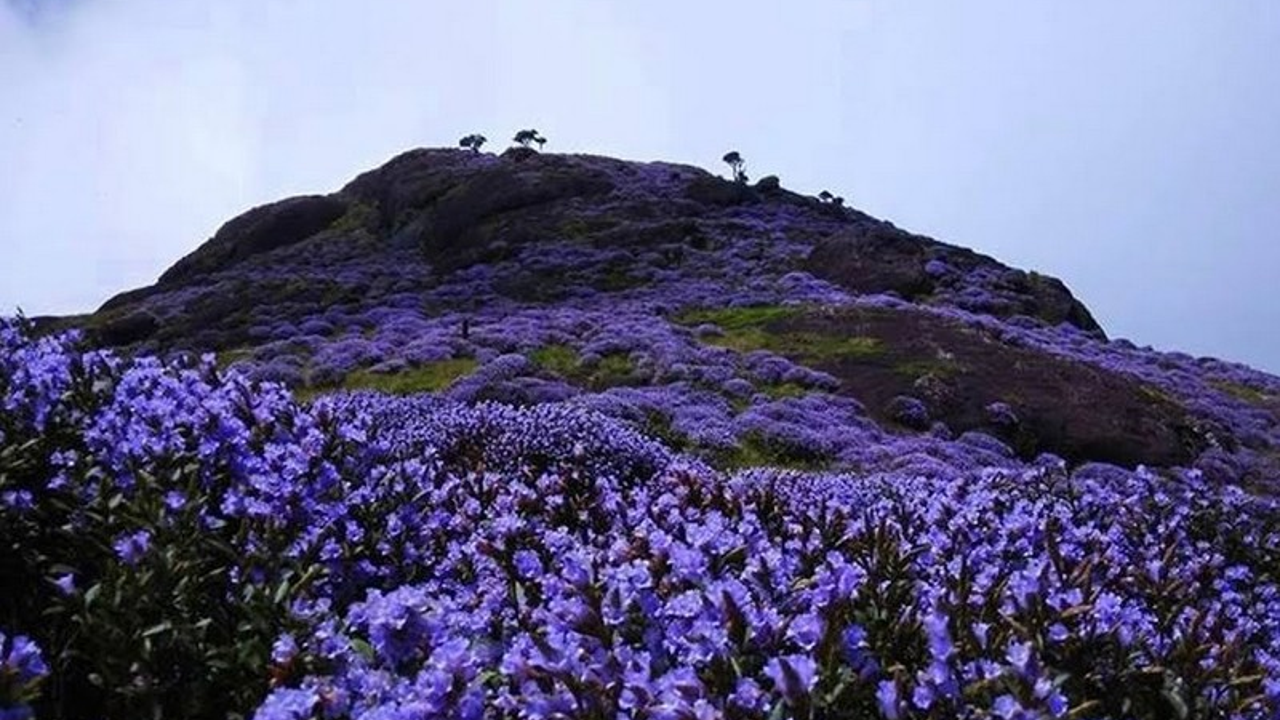 neelakurinji
