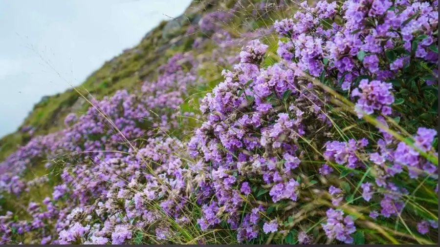 neelakurinji meesappulimala