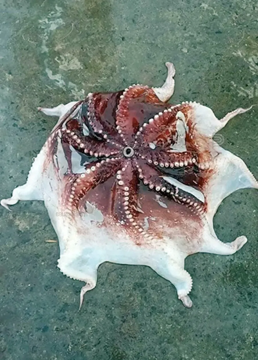 അറബിക്കടലിൽ കണ്ടെത്തിയ അപൂർവ  ആഴക്കടൽ നീരാളി 