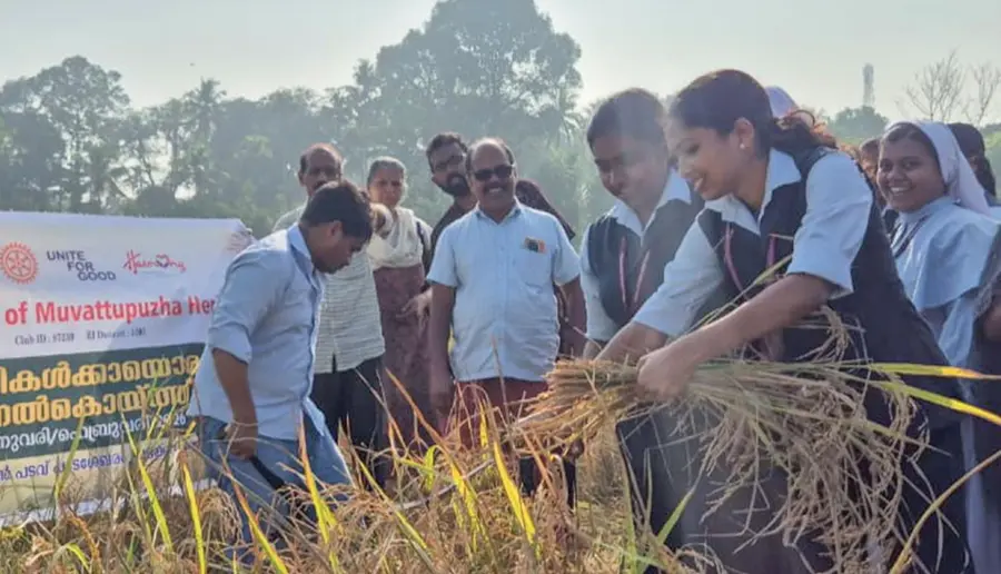 paddy farming