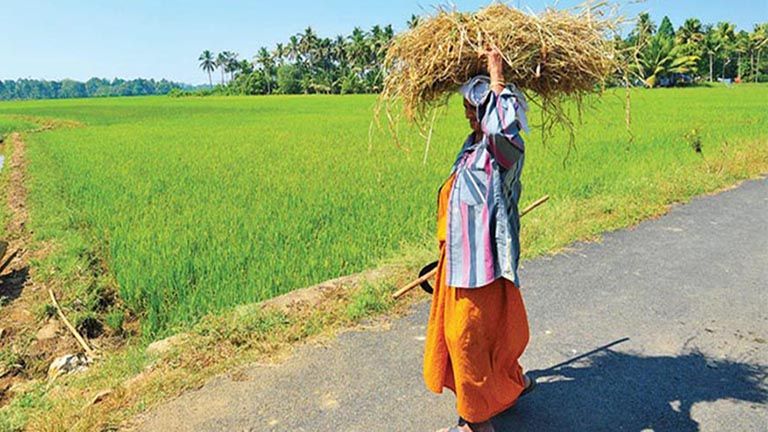 paddy farmers subsidy