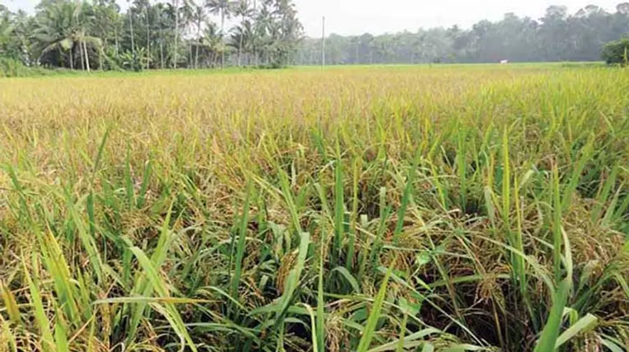 Paddy Procurement