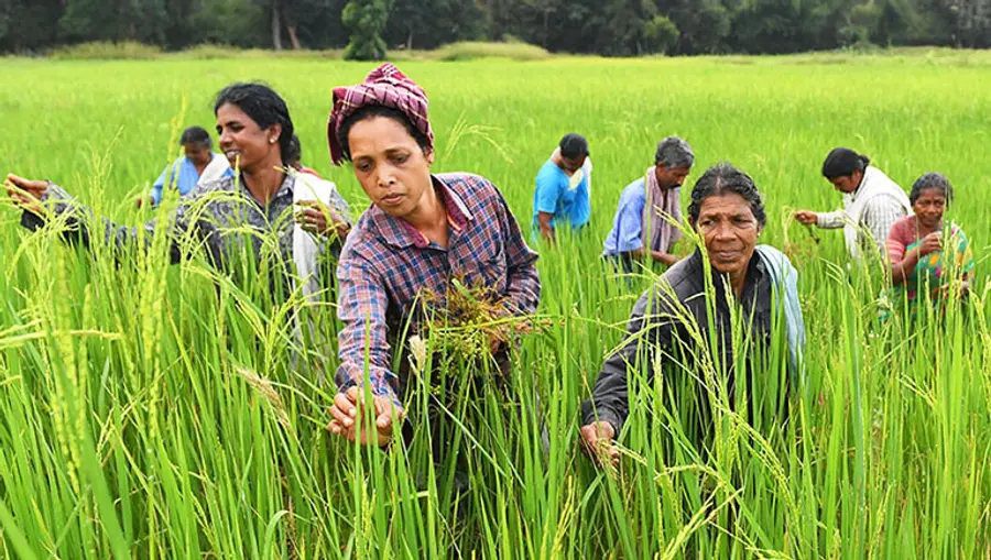 agricultural development in kerala