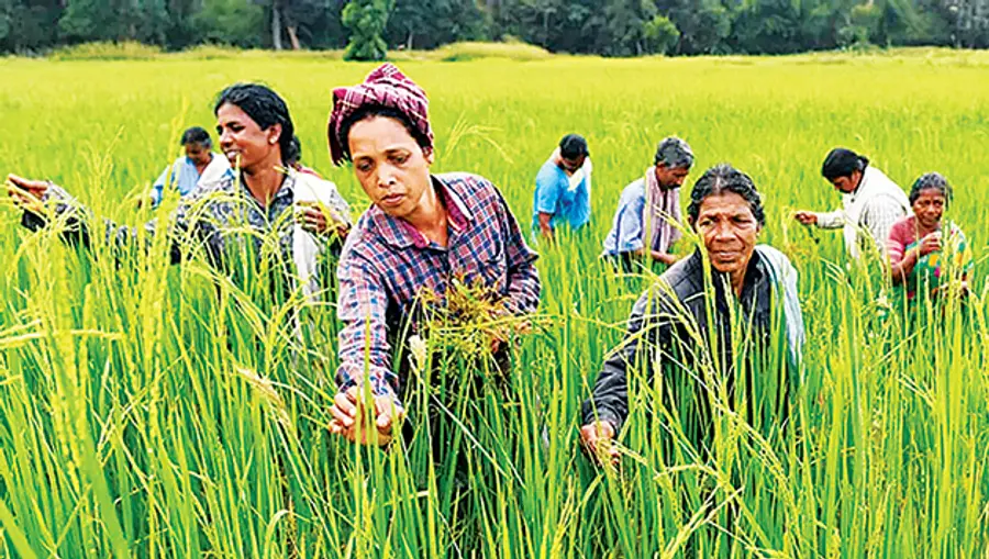 Rice storage