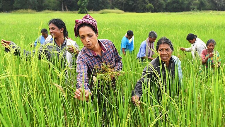 agricultural development in kerala