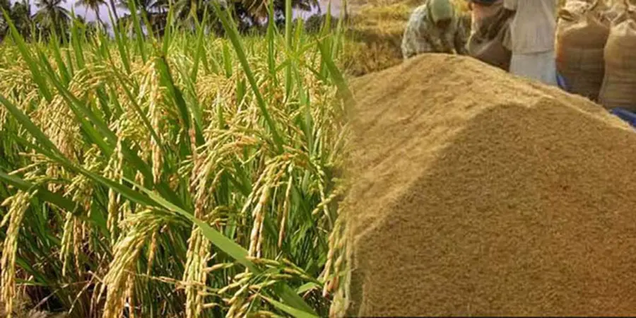 paddy subsidy Procurement