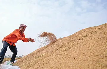 പൊങ്ങപൂപ്പള്ളി കായൽ പാടശേഖരത്തിൽനിന്ന് കൊയ്തെടുത്ത നെല്ല് കൂട്ടിയിടുന്ന കർഷകൻ