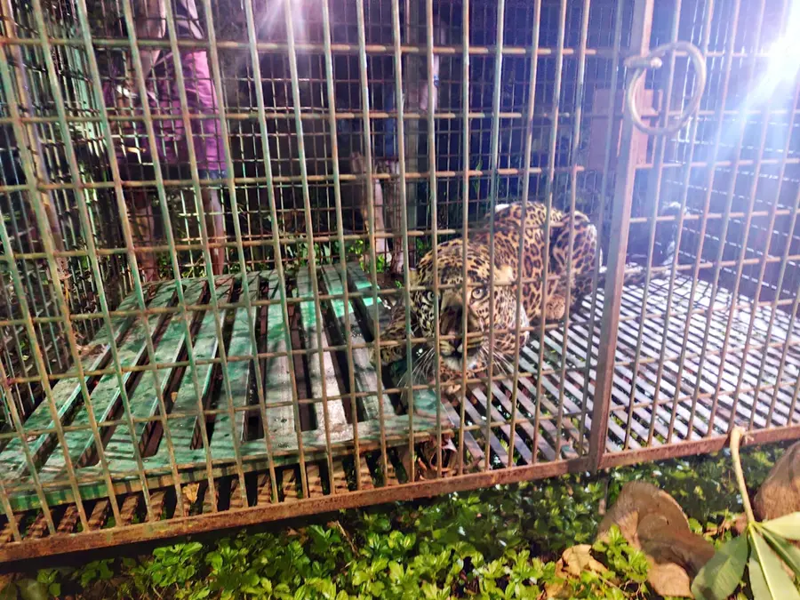 പാലക്കയം വാക്കോടൻ നിരവുഭാഗത്ത് വനംവകുപ്പ് സ്ഥാപിച്ച കൂട്ടിൽ അകപ്പെട്ട പുലി