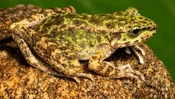 new frog species