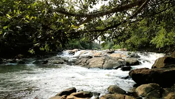 neyyar