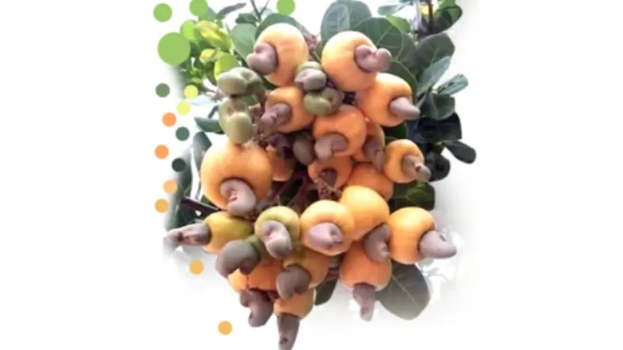 nihara cashew