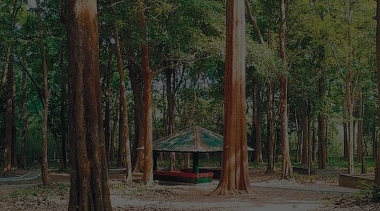 nilambur golden teak