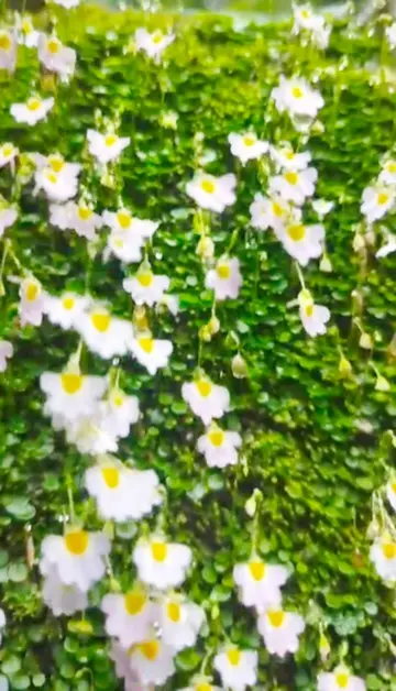 The Keralamkund hill region is now in full bloom and beautiful.