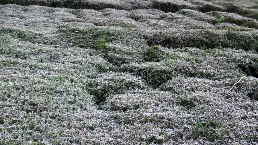 nilgiri snowfall