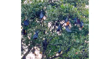 Bats