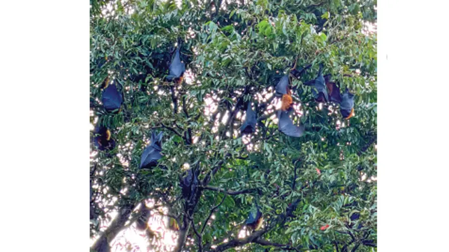 Bats