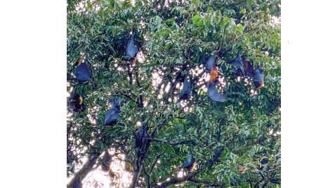 Bats