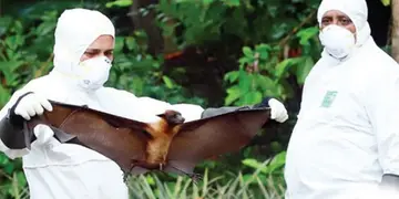 pseudovirion nipa virus