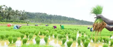 വയലിൽ ഞാറു നടുന്നു (ഫയൽ ചിത്രം)