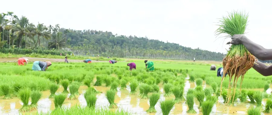 വയലിൽ ഞാറു നടുന്നു (ഫയൽ ചിത്രം)