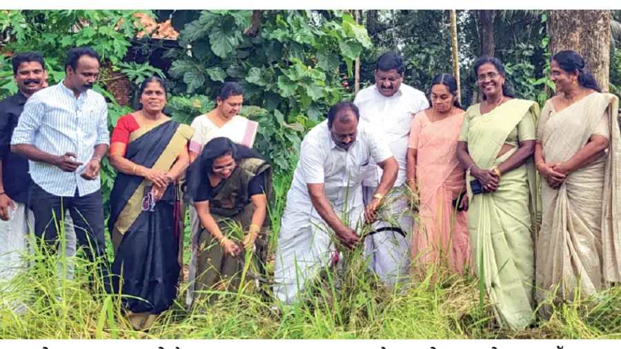 Njavara rice farming