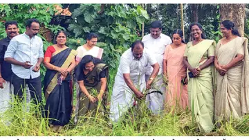 Njavara rice farming