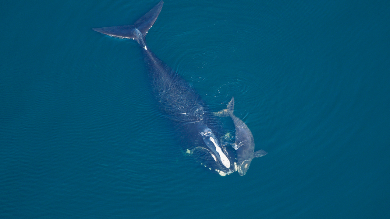 north atlantic whale