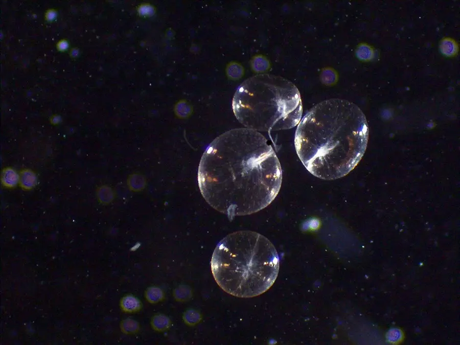 നോക്ടിലുക’പ്ലവഗങ്ങൾ